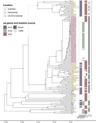 Core and Accessory <mark class="highlighted">Genome Comparison</mark> of Australian and International Strains of O157 Shiga Toxin-Producing Escherichia coli